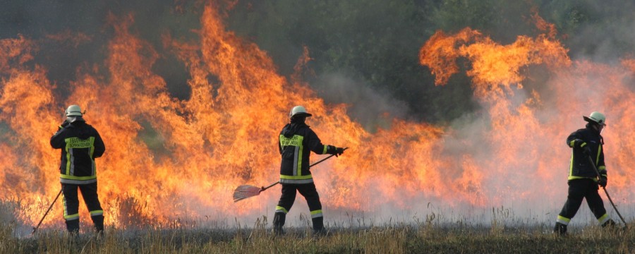 Ein Weizenfeld brennt, die Feuerwehr löscht.