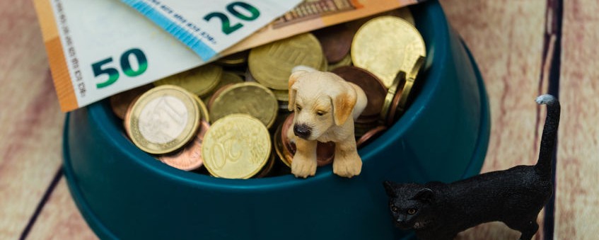 Die Diskussion um die Hundesteuer entbrennt regelmässig - welche Bedeutung die Steuer hat und wie Kommunen damit umgehen