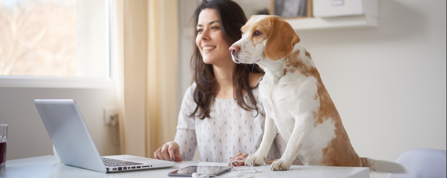 Homeoffice: Frau und Hund vor dem Laptop