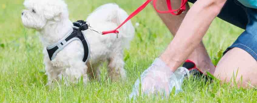 CSI-Hundescheisse - Hundekot ist in fast allen Kommunen ein Problem - warum eine Gemeinde mit einem DNA-Test scheiterte...