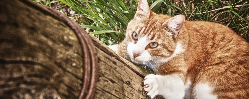 Der Hausarrest für Katzen in Walldorf ist wieder aufgehoben - vorerst! 