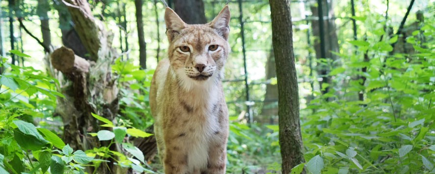 Tierparks - für viele Kommunen ein wichtiger Faktor