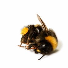 Es gibt einfache Methoden, das Bienensterben in Kommunen einzudämmen - wir haben Tipps für Sie