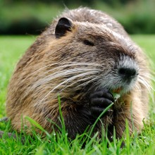 Biber gräbt Löcher in das Gras